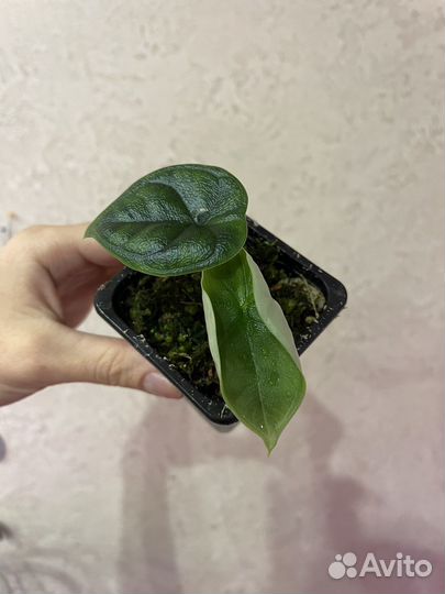 Алоказии мело и жаклин