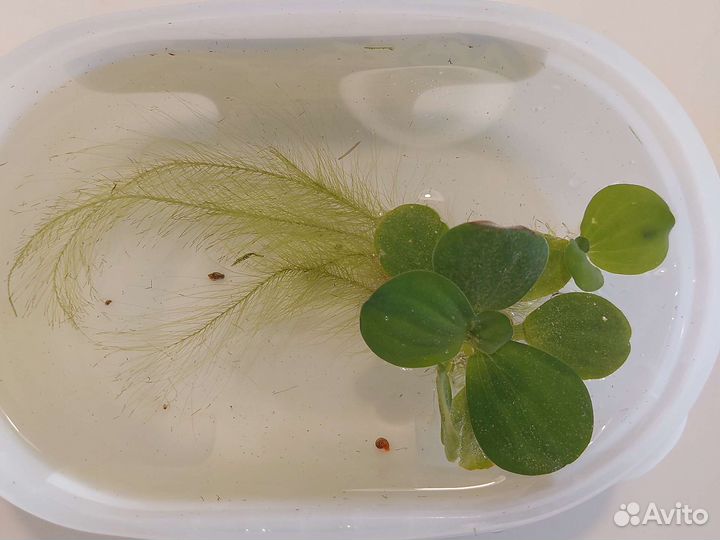 Роголистник, пистия