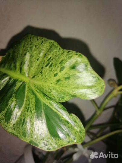 Филодендрон Параисо верде