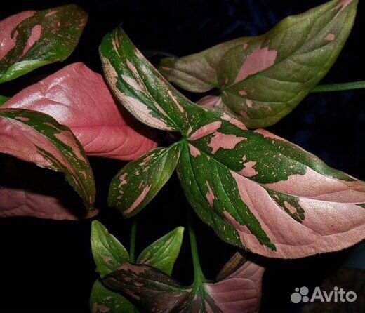 Сингониумы сортовые