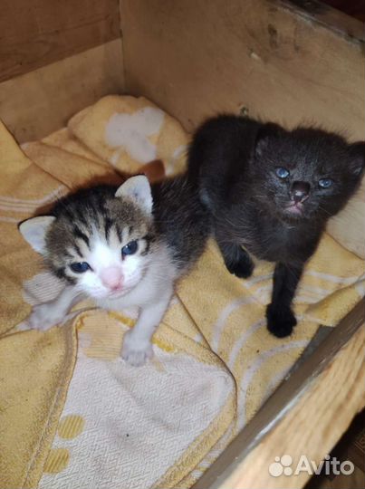 Котята ищут дом