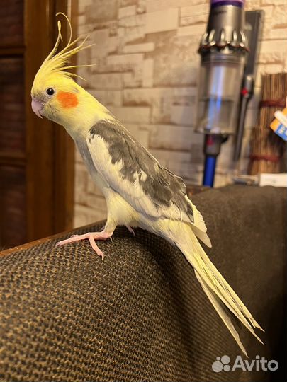 Попугай с клеткой карелла