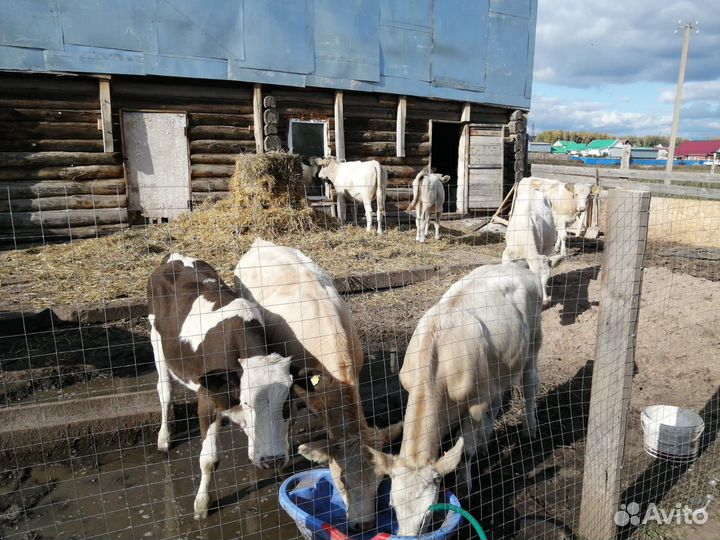 Бычки и телки