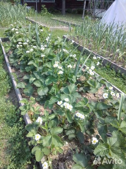 Рассада клубники 