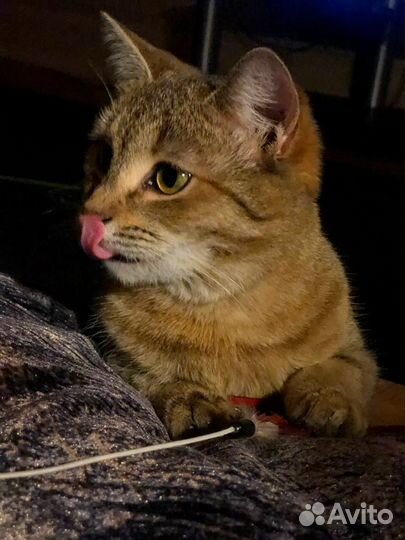 Спасенная ласковая кошечка в поисках дома