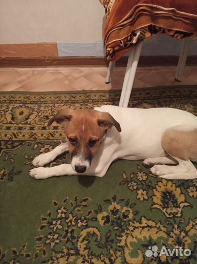 Найдена собака