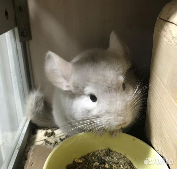 Шиншиллы- малыши от 2 месяцев
