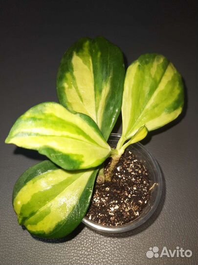 Хойя пахиклада вариегатная