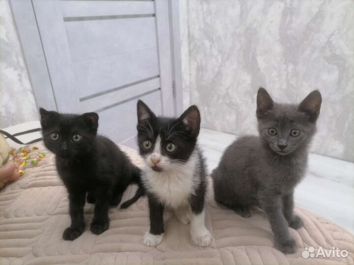Котята в дар бесплатно