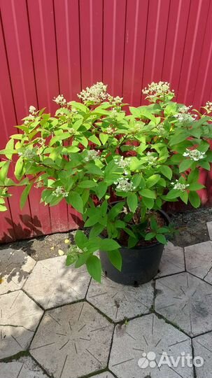 Декоративные растения для сада