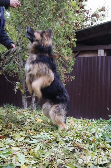 Немецкая овчарка в добрые руки