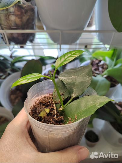 Хойя белла альбомаргината, мультифлора