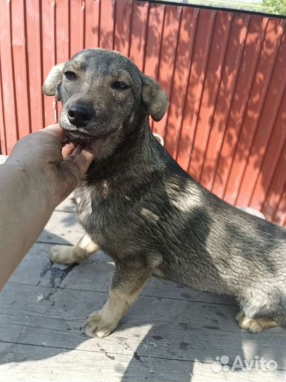 Девочка коротколапая