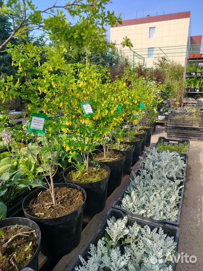 Акация, спирея, сирень, рябина