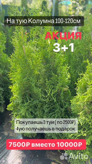 Туя колумна 100-120см