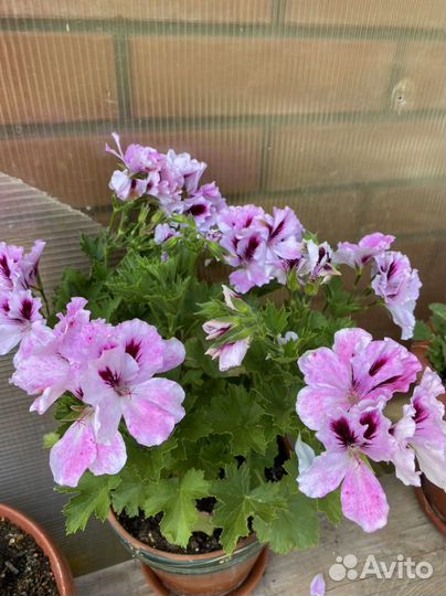 Пеларгония герань Королевская