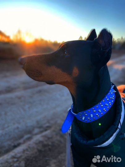 Доберман вязка