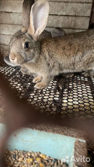 Кролики мясных пород
