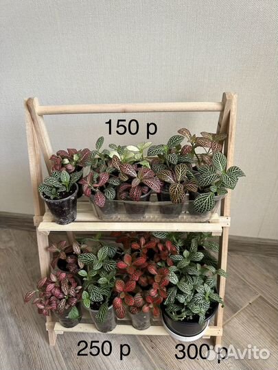 Комнатные растения цветы