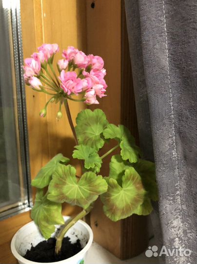 Пеларгония