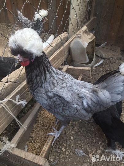 Падуан голландские белохохлые павловские