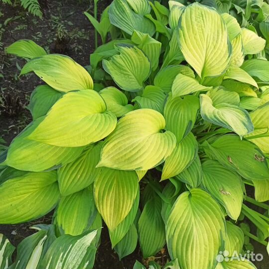 Хоста (4 вида)