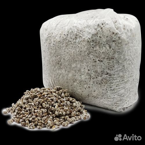 Зерновой мицелий для выращивания грибов