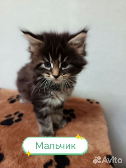 Котята мейн-кун в добрые руки