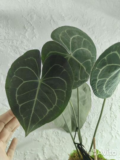 Антуриум Кларинервиум