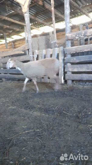 Ярочки гиссар