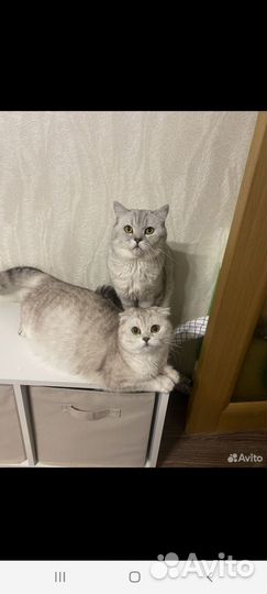 Шотландский кот вязка