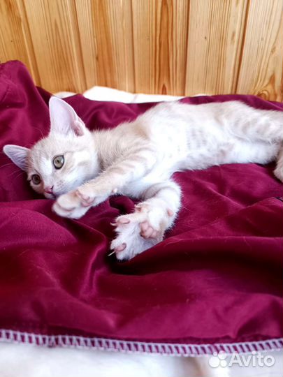 Котёнок 2 мес., мальчик