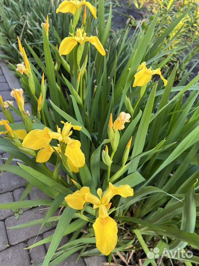 Многолетние цветы