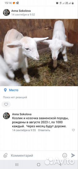 Зааненская коза