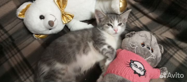 Котята в добрые руки