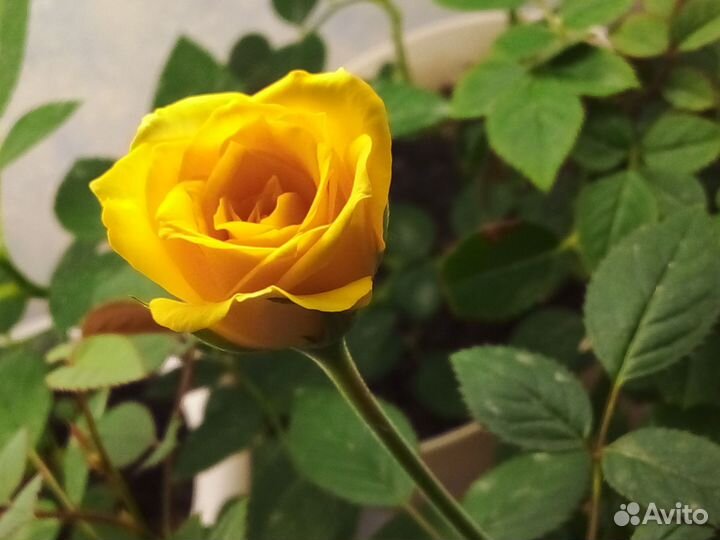 Роза комнатная