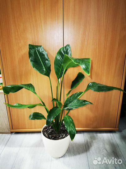 Антуриум Андре, Спатифиллум