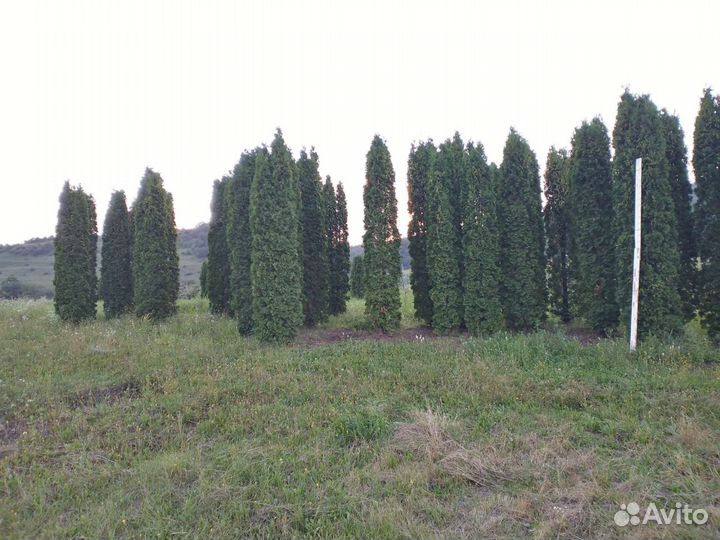 Туя Колумна