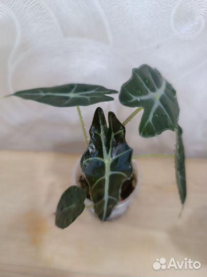 Алоказия полли