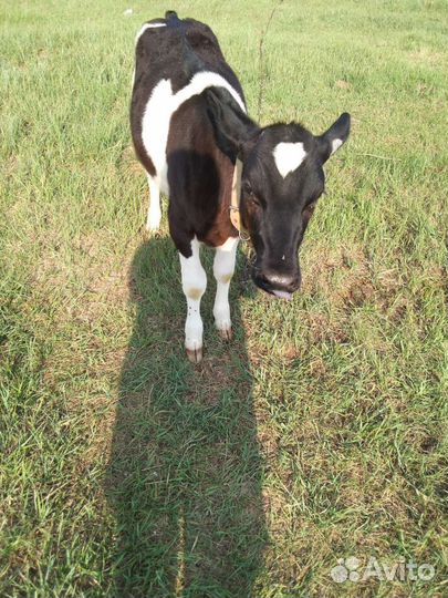 Телочка 4 месяца