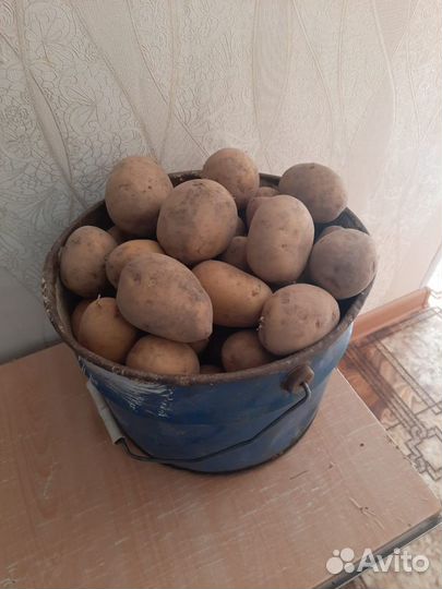 Продам картофель на посадку и лук семейный