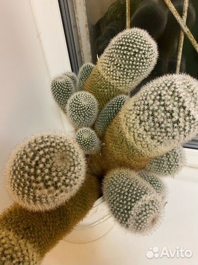 Громадный Кактус (Цветет каждую Весну)