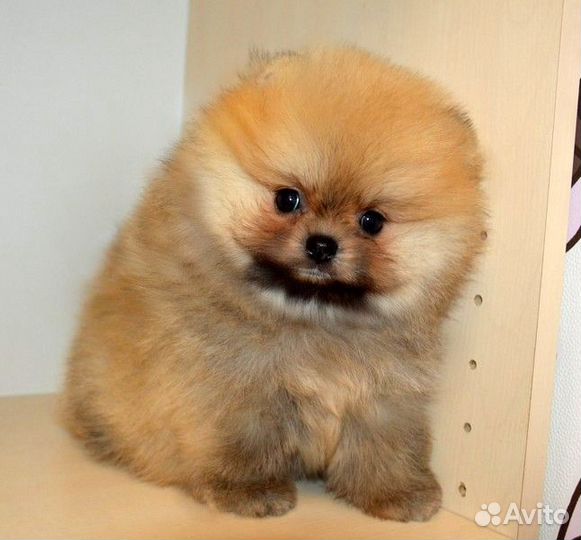 Померанский шпиц, маленькие медвежата