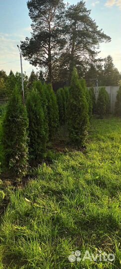 Туя смарагд