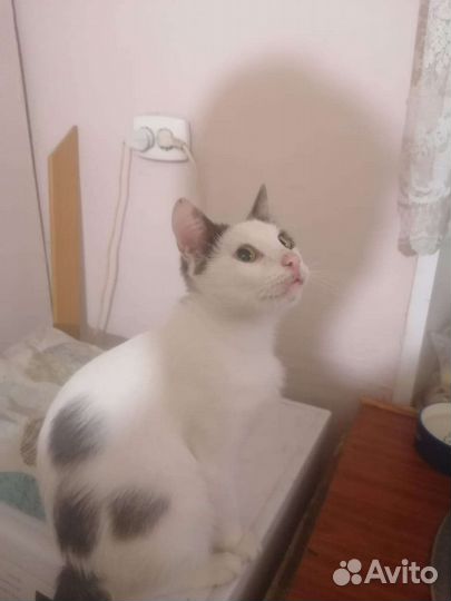 Котик
