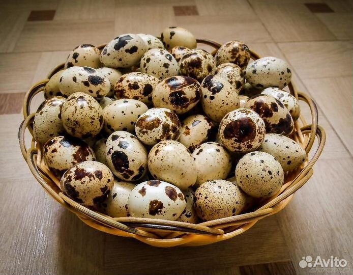 Домашние перепелки, домашние перепелиные яйца