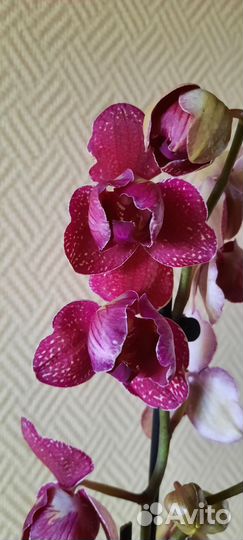 Орхидея пелорик Кимино