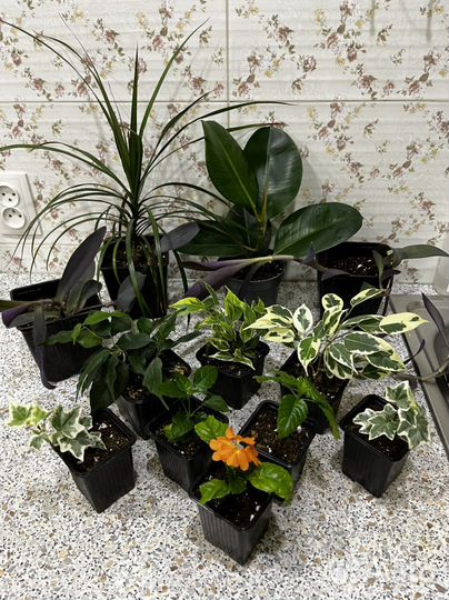 Драцена.Фикус твилайт.Кроссандра.Фортуна.Хедера