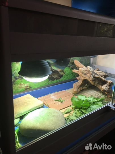 Растительноядная ящерица с террариумом