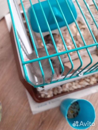 Девочка хомяк